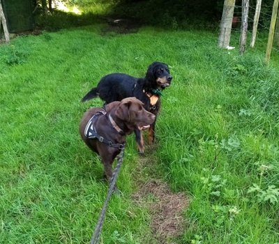 ballade de Tao & Laika dans les 7 vallées