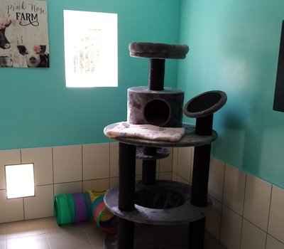 Pension chats à proximité de Fruges, Hesdin