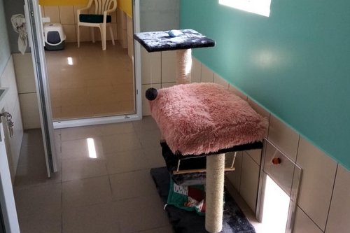 Pension intérieur chat