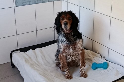 Hébergement chien