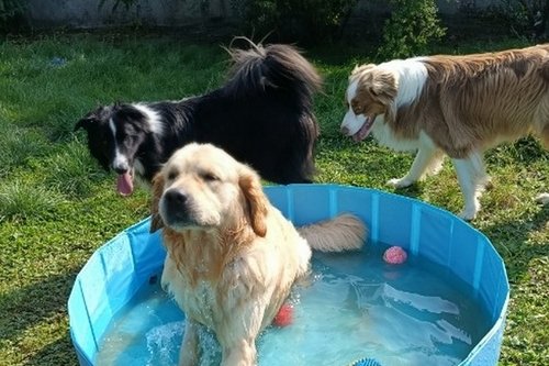 Pacot, Vasco, Ulio