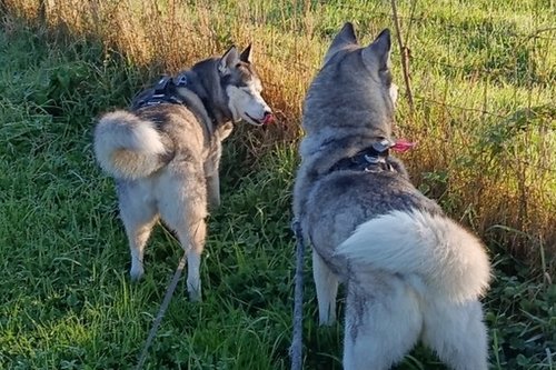 Laska, Nailla