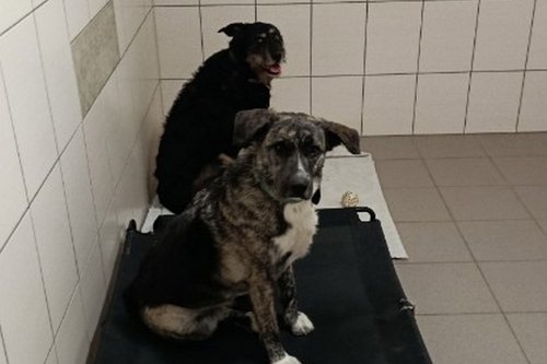 Hébergement chien